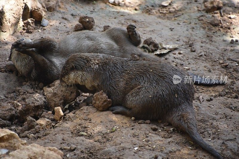 沙滩上的海狮特写镜头