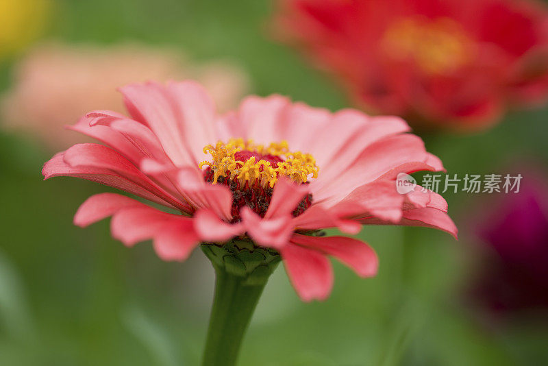 Zinnia在特写镜头