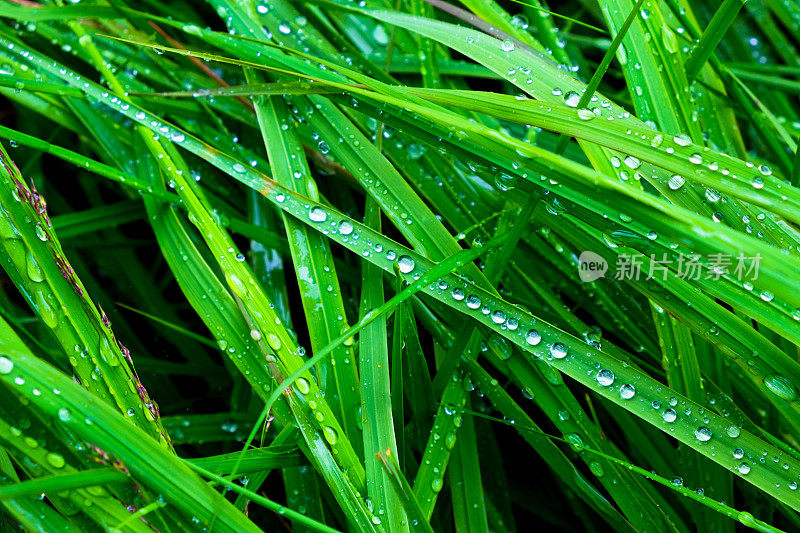 草近距离与雨滴