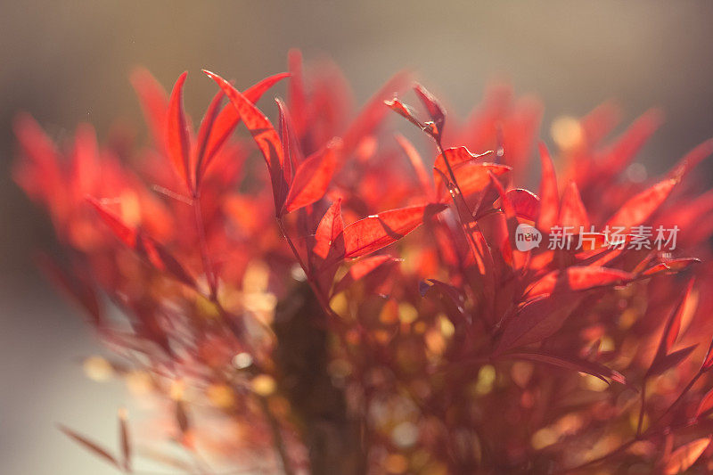 红色的秋叶在梦幻的灯光和散景的背景下