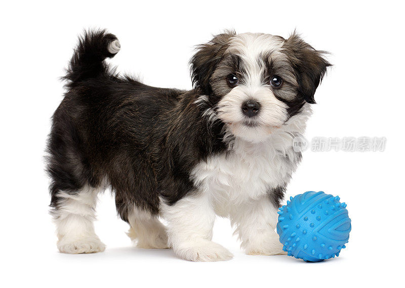 可爱的哈瓦尼斯小狗和一个蓝色的玩具球