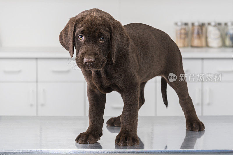 一只巧克力色的拉布拉多小狗在动物医院等待——8周大