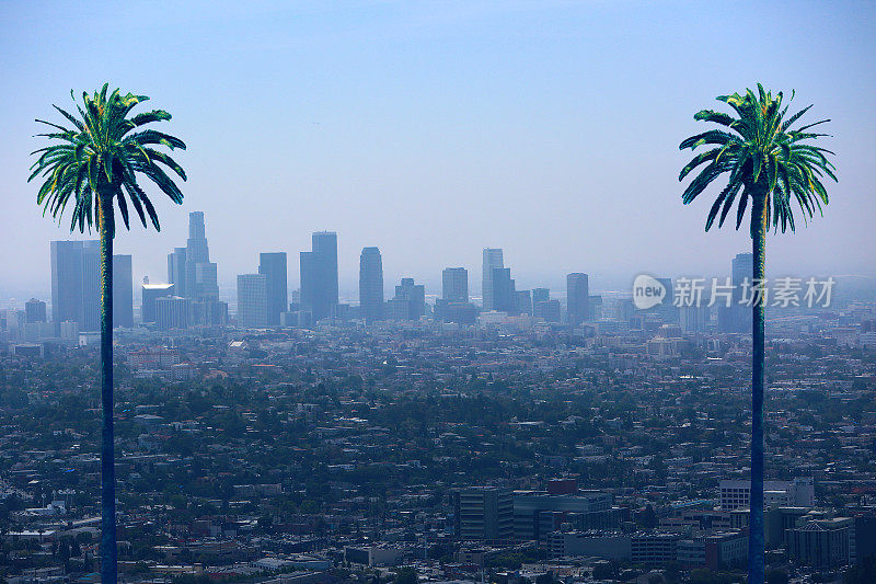 加州洛杉矶地平线棕榈树