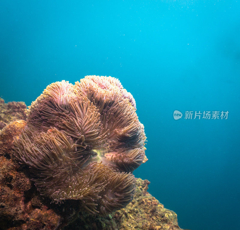 珊瑚礁上美丽的海葵的水下图像