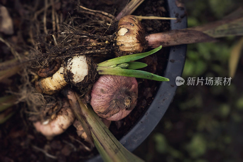 在花园里种植的鳞茎植物