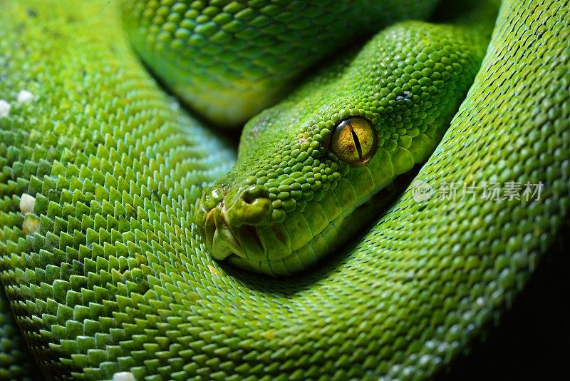 绿树蟒蛇