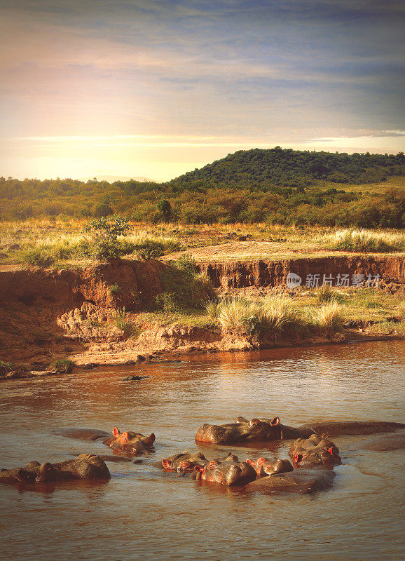 肯尼亚马赛马拉的河马