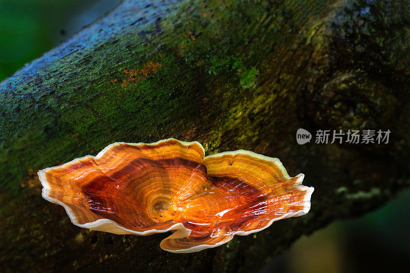 热带雨林中的棕色蘑菇