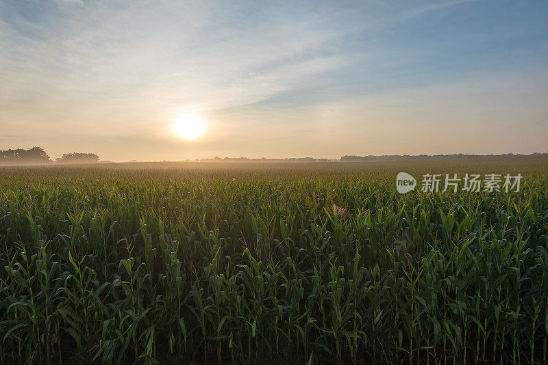 明尼苏达州准备收割的玉米地晨雾明媚