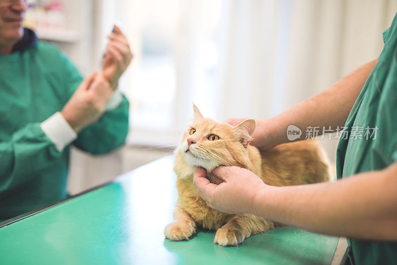 美丽的黄色小猫正在接种疫苗。