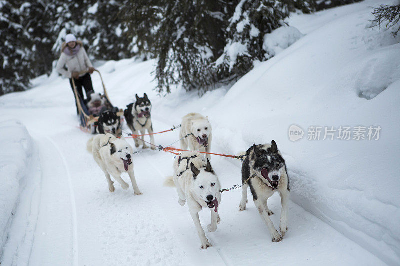 狗拉雪橇