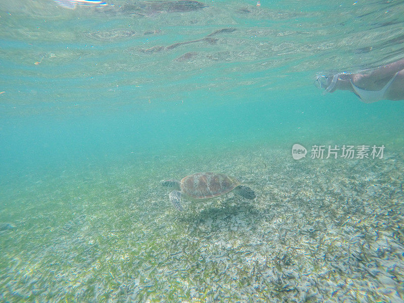 年轻女子潜水水下游过海龟，人们度假野生动物