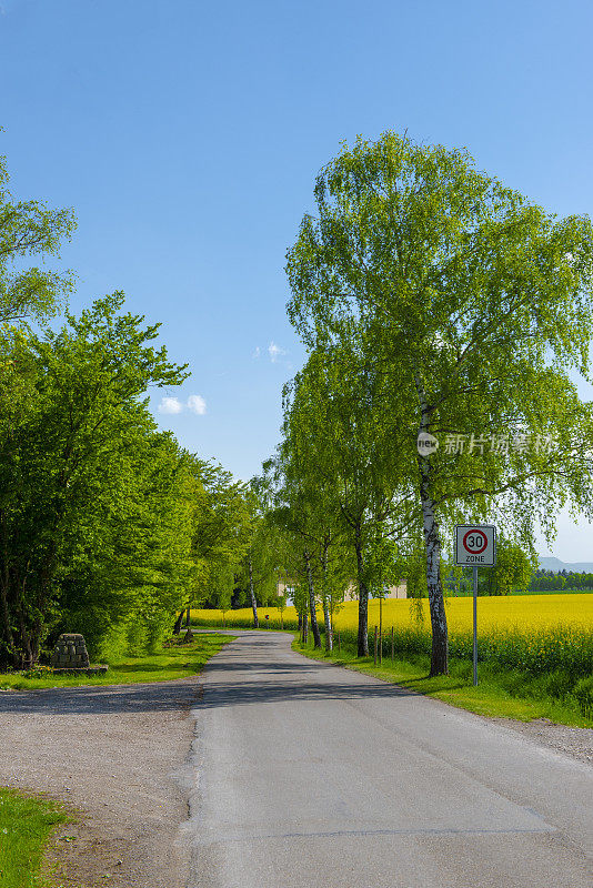 美丽的乡村景色春天狭窄的乡村道路油菜花桦树