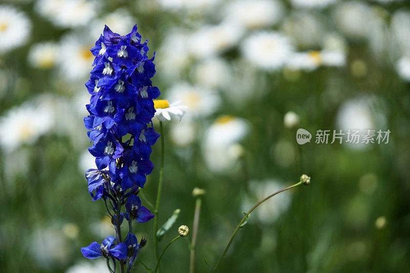 雏菊点缀的飞燕草