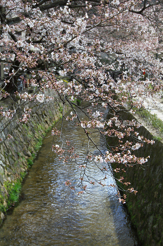 日本京都春之路的哲学
