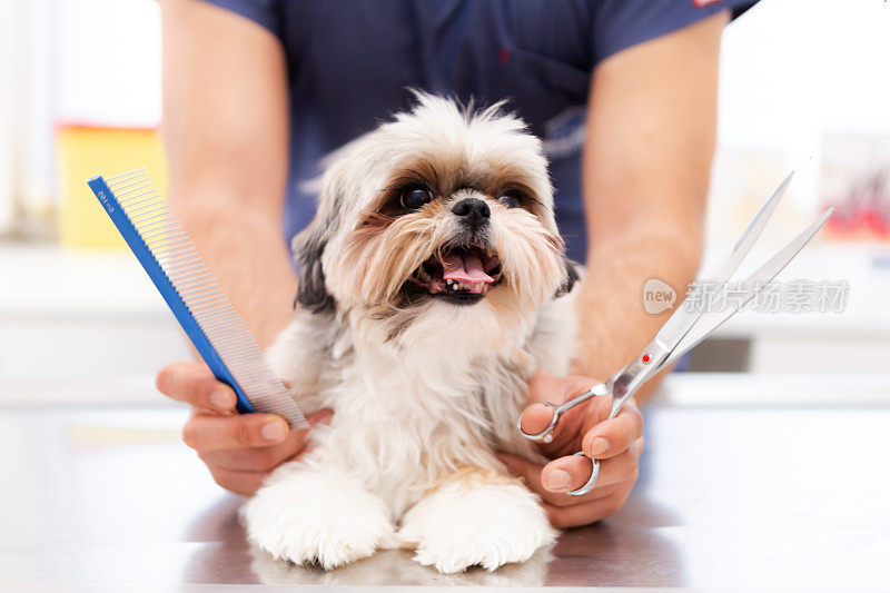 宠物美容师用剪刀为狗美容