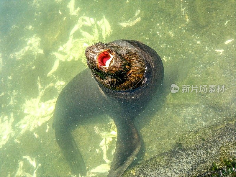 海狮的特写镜头，他的头浮出水面耐心地等待游客扔给他一条鱼。