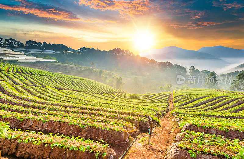 泰国北部的山景，日出和薄雾