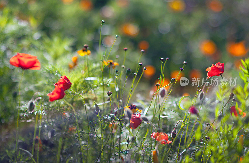 野生草甸花2