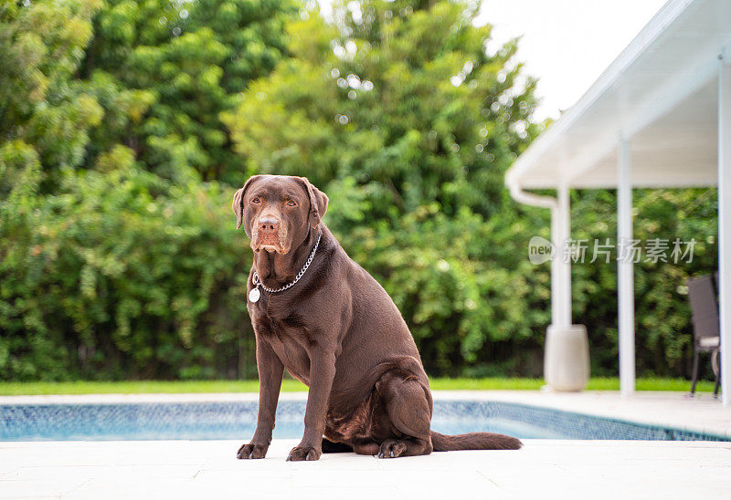 巧克力拉布拉多寻回犬