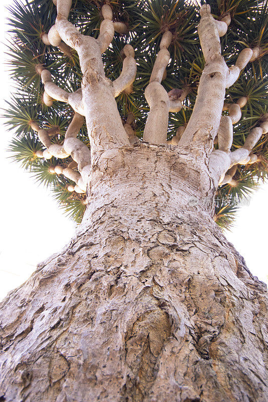 龙树，加那利群岛的龙树
