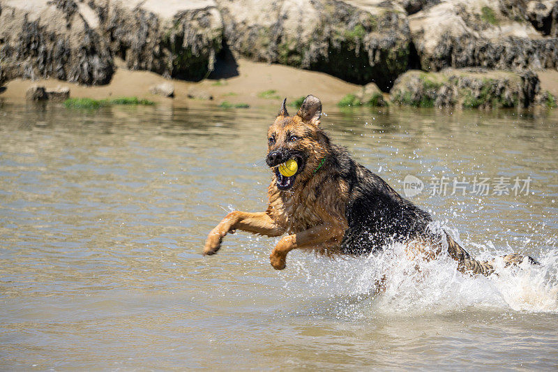 德国牧羊犬在海滩上和海里玩球