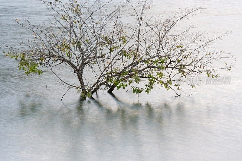 淹没在水中的水库树