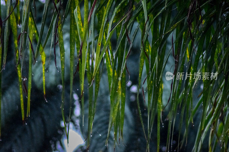 雨滴和棕榈树叶