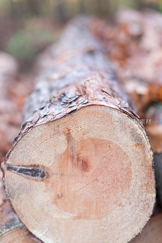 森林中砍伐的树木用于木材工业