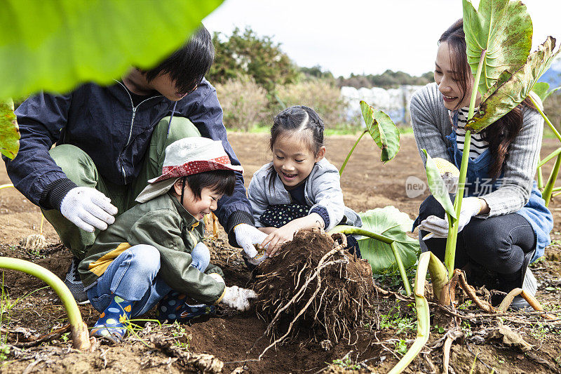 孩子们在和父母一起挖菜