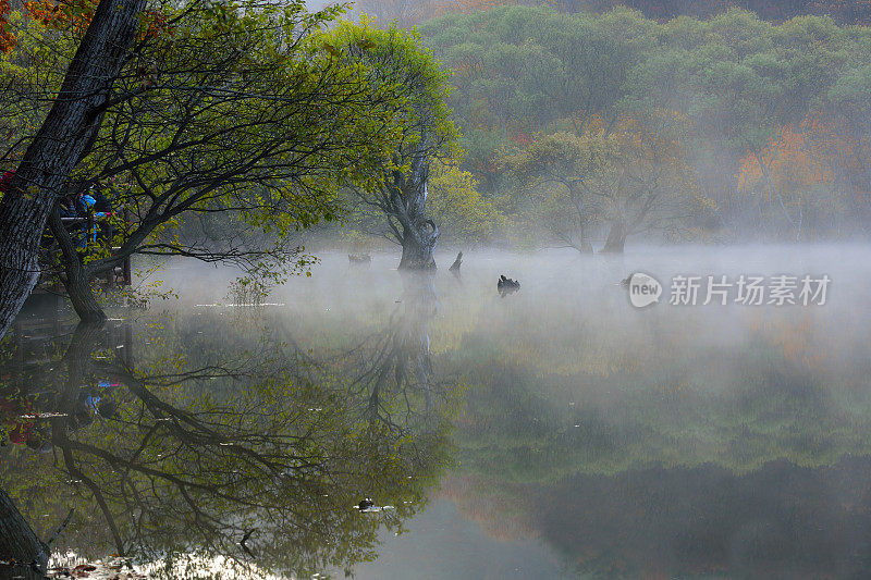 早晨充满湿雾VH535