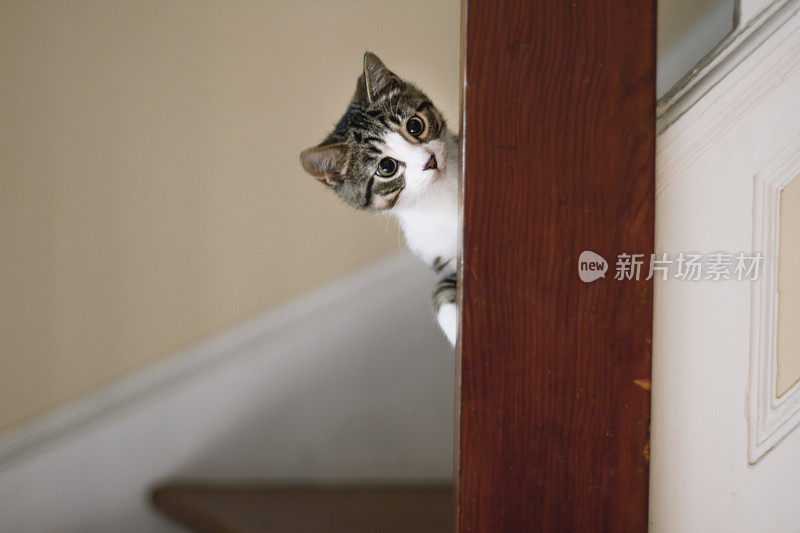 可爱的小猫在楼梯上