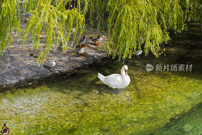 白天鹅游泳