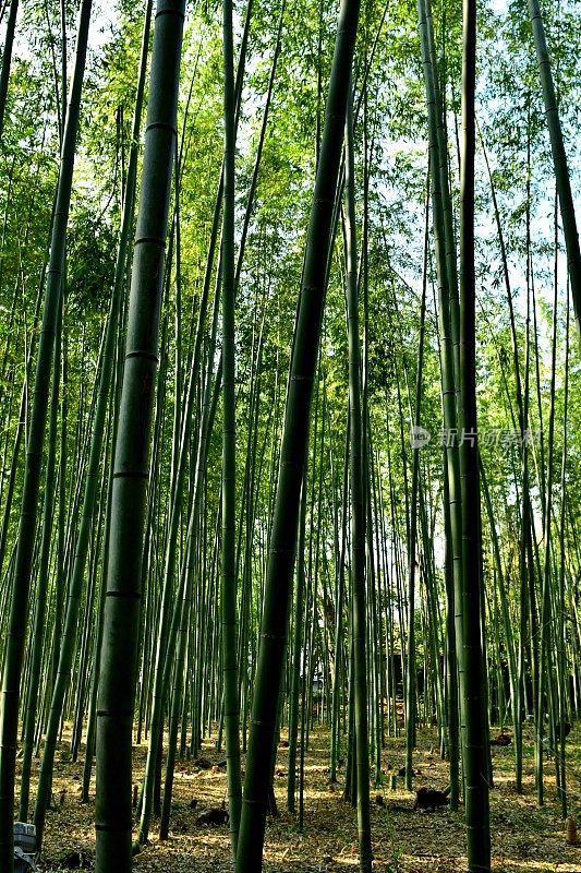 京都佐野的竹林