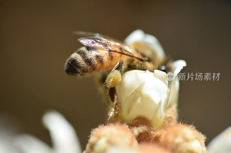 近距离观察一只蜜蜂从一朵花中吸食花蜜