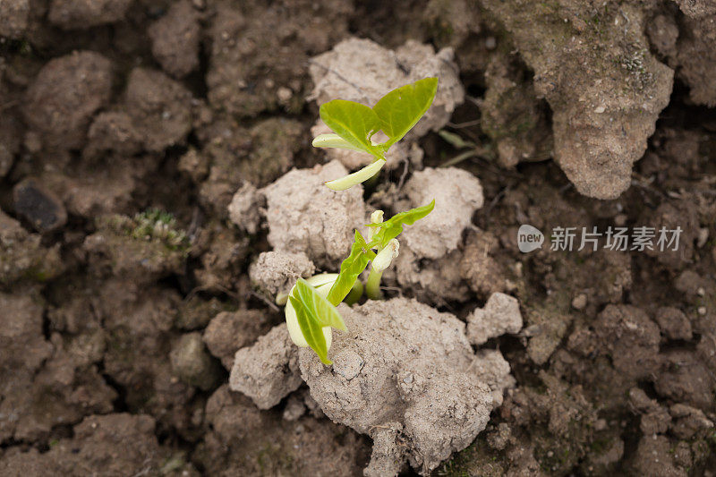 春天泥土上发芽的豌豆