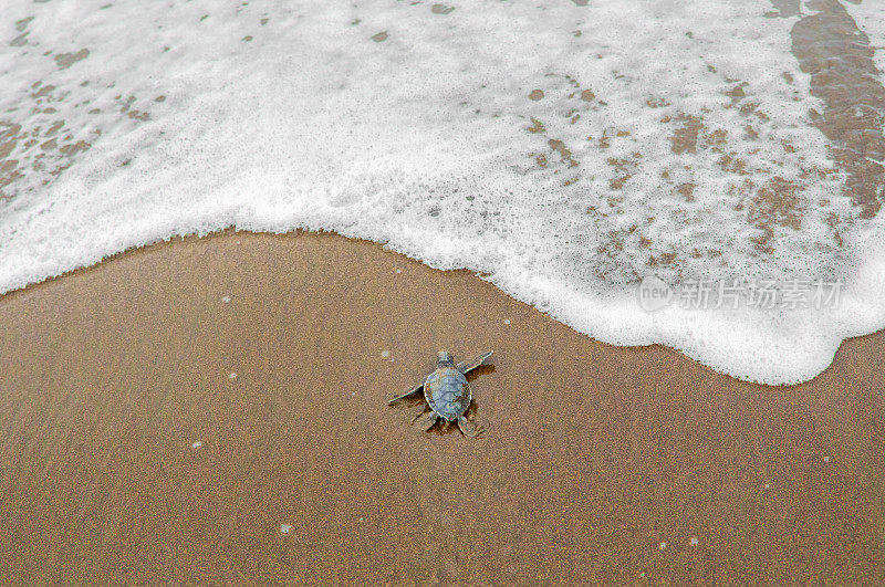 小绿海龟冲向大海