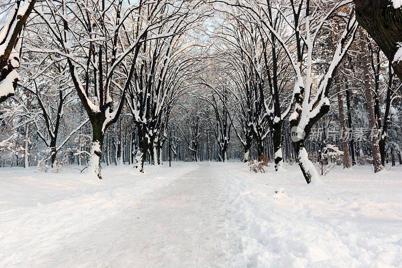 雪中的冬季公园