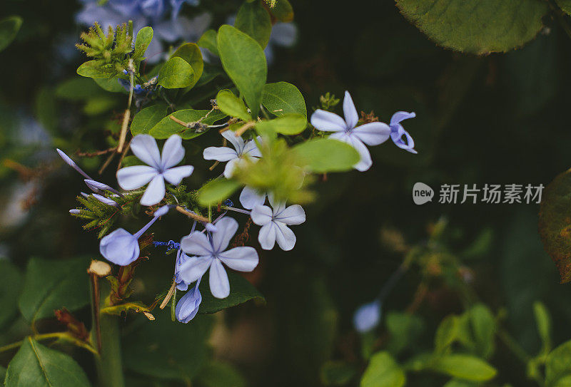 有蓝色花和绿色叶子的灌木