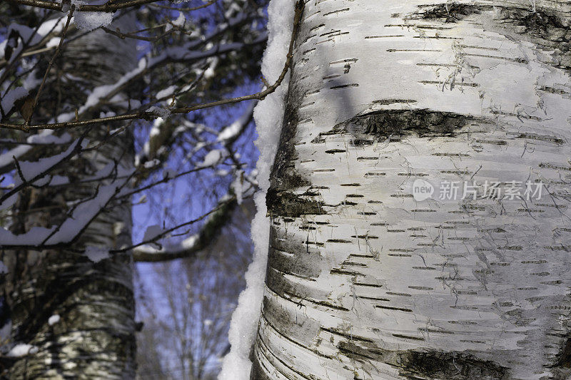 白桦树树干在冬天被雪覆盖