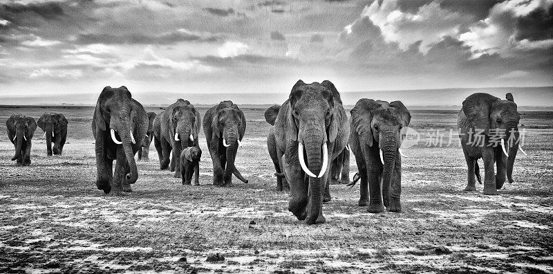 非洲大草原上行走的大象家族