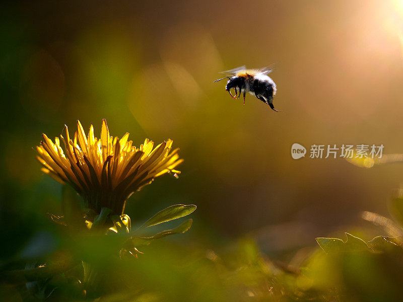 大黄蜂飞向花