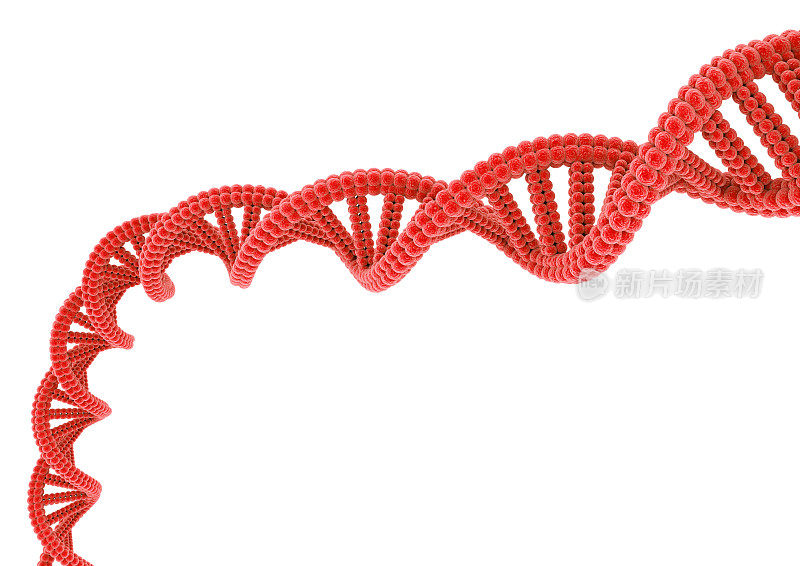 红DNA。