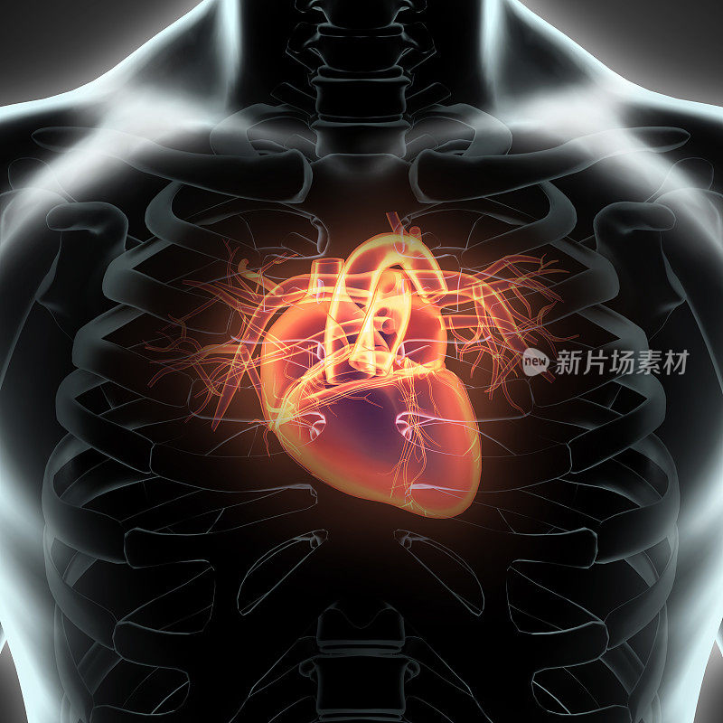 人体内部器官-人的心脏。