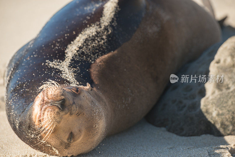 圣地亚哥海狮