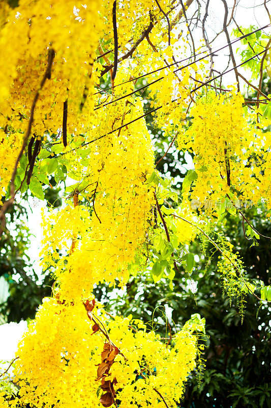 泰国决明子树的黄花