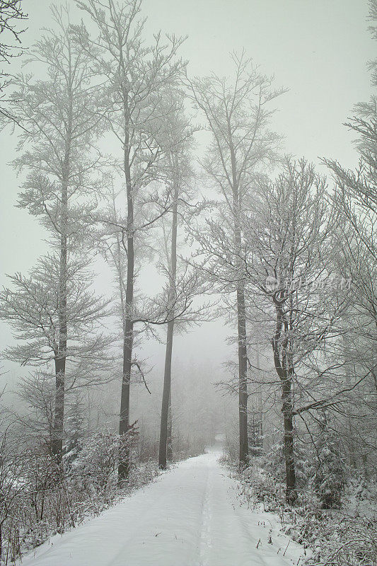 冬季雾天的印象