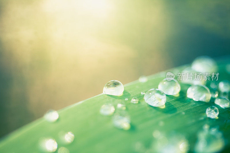 雨滴落在绿叶上