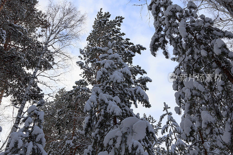 白雪覆盖着高大的云杉