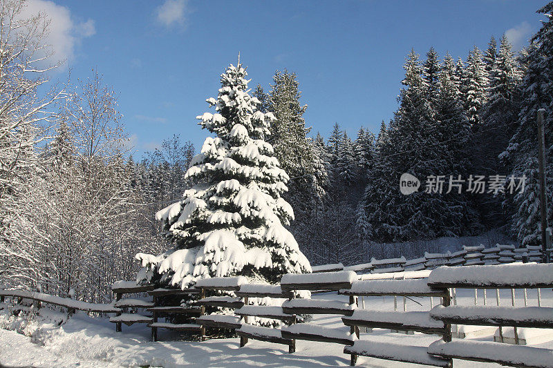 暴风雪后美丽的雪覆盖的树